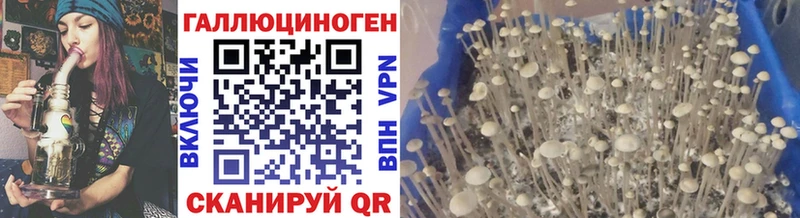 Псилоцибиновые грибы Psilocybine cubensis  Красноуральск 